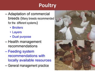 EIAR experience on potential interventions in livestock value chains development 
