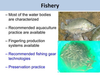 EIAR experience on potential interventions in livestock value chains development 