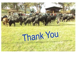 EIAR experience on potential interventions in livestock value chains development 