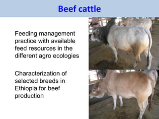 EIAR experience on potential interventions in livestock value chains development 