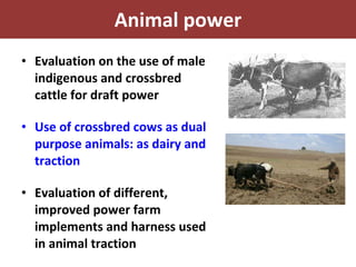 Experience at EIAR on Dairy Research and Development in Ethiopia