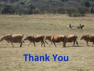 Experience at EIAR on Dairy Research and Development in Ethiopia