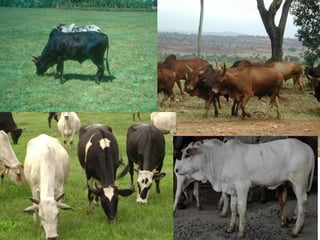 Experience at EIAR on Dairy Research and Development in Ethiopia