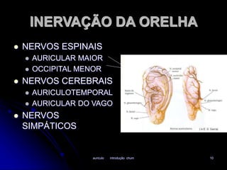 INERVAÇÃO DA ORELHA 
 NERVOS ESPINAIS 
 AURICULAR MAIOR 
 OCCIPITAL MENOR 
 NERVOS CEREBRAIS 
 AURICULOTEMPORAL 
 AURICULAR DO VAGO 
auriculo introdução chum 10 
 NERVOS 
SIMPÁTICOS 
 