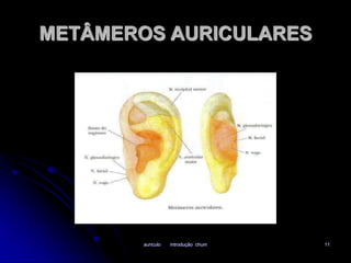 METÂMEROS AURICULARES 
auriculo introdução chum 11 
 
