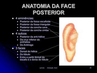 ANATOMIA DA FACE 
POSTERIOR 
auriculo introdução chum 29 
 4 eminências: 
 Posterior da fossa escafoide 
 Posterior da fossa triangular 
 Posterior da concha cava 
 Posterior da concha cimba 
 4 sulcos 
 Posterior da anti-hélice 
 Da cruz inferior do 
antihélice 
 Do Antitrago 
 3 faces 
 Dorsal do hélice 
 Do lóbulo 
 Entre a parte dorsal da 
escafa e o dorso do lóbulo 
 