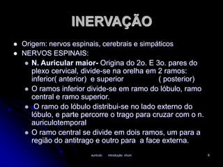 INERVAÇÃO 
 Origem: nervos espinais, cerebrais e simpáticos 
auriculo introdução chum 6 
 NERVOS ESPINAIS: 
 N. Auricular maior- Origina do 2o. E 3o. pares do 
plexo cervical, divide-se na orelha em 2 ramos: 
inferior( anterior) e superior ( posterior) 
 O ramos inferior divide-se em ramo do lóbulo, ramo 
central e ramo superior. 
 O ramo do lóbulo distribui-se no lado externo do 
lóbulo, e parte percorre o trago para cruzar com o n. 
auriculotemporal 
 O ramo central se divide em dois ramos, um para a 
região do antitrago e outro para a face externa. 
 