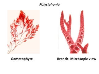 Polysiphonia
Gametophyte Branch- Microsopic view