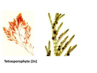 Tetrasporophyte (2n)