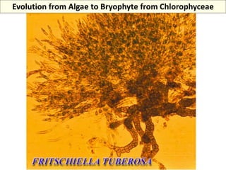 Evolution from Algae to Bryophyte from Chlorophyceae