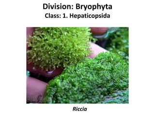 Division: Bryophyta
Class: 1. Hepaticopsida
Riccia