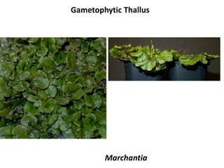 Gametophytic Thallus
Marchantia