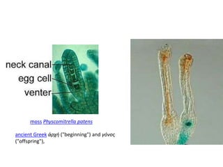 ancient Greek ἀρχή ("beginning") and γόνος
("offspring"),
moss Physcomitrella patens