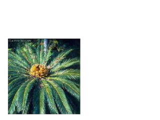 Eichler System of Classification.pptx