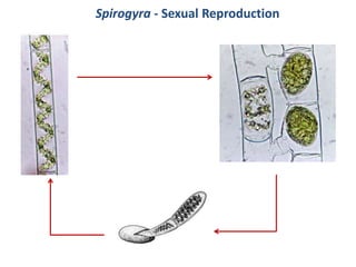 Spirogyra - Sexual Reproduction