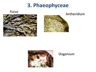3. Phaeophyceae
Fucus
Oogonium
Antheridium