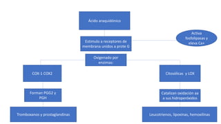 Ácido araquidónico
Estimulo a receptores de
membrana unidos a prote G
Activa
fosfolipasas y
eleva Ca+
COX-1 COX2 Citosólicas y LOX
Forman PGG2 y
PGH
Oxigenado por
enzimas:
Catalizan oxidación aa
a sus hidroperóxidos
Tromboxanos y prostaglandinas Leucotrienos, lipoxinas, hemoxilinas
 
