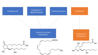 Fosfolipasa A2
Fosfolipasa C y
diglicérido-lipasa
Colesterol-esterasa Corticoides
Liberación de ácido
araquidónico Inhibición de
fosfolipásica
 