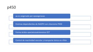 p450
aa es oxigenado por epoxigenasas
Enzimas dependientes de NADPH con citocromo P450
Forma ácidos epocieicosatrienoicos EET
Control de reactividad vascular y transporte iónico en riñón
 