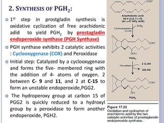 2. SYNTHESIS OF PGH2:
 1st step in prostgladin synthesis is
oxidative cyclization of free arachidonic
adid to yield PGH2 by prostagladin
endoperoxide synthase (PGH Synthase)
 PGH synthase exhibits 2 catalytic activities
: Cyclooxygenase (COX) and Peroxidase
 Initial step: Catalyzed by a cyclooxygenase
and forms the five- membered ring with
the addition of 4- atoms of oxygen. 2
between C- 9 and 11, and 2 at C-15 to
form an unstable endoperoxide,PGG2.
 The hydroperoxy group at carbon 15 of
PGG2 is quickly reduced to a hydroxyl
group by a peroxidase to form another
endoperoxide, PGH2.
13
 