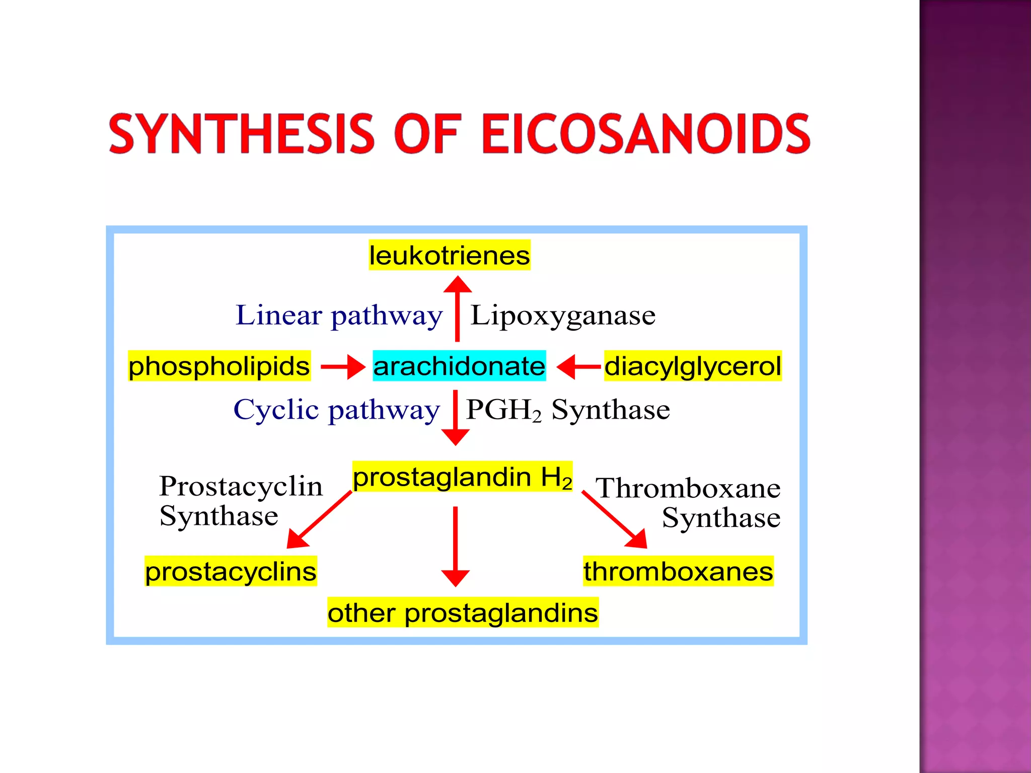 leukotrienes 
Lipoxyganase 
phospholipids arachidonate diacylglycerol 
PGH2 Synthase 
prostaglandin H2 
prostacyclins thromboxanes 
other prostaglandins 
Prostacyclin 
Synthase 
Thromboxane 
Synthase 
Linear pathway 
Cyclic pathway 
 