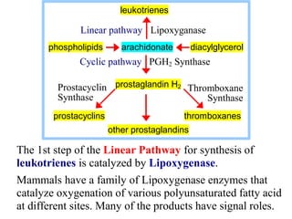 Linear Pathway eicosanoids_1.ppt