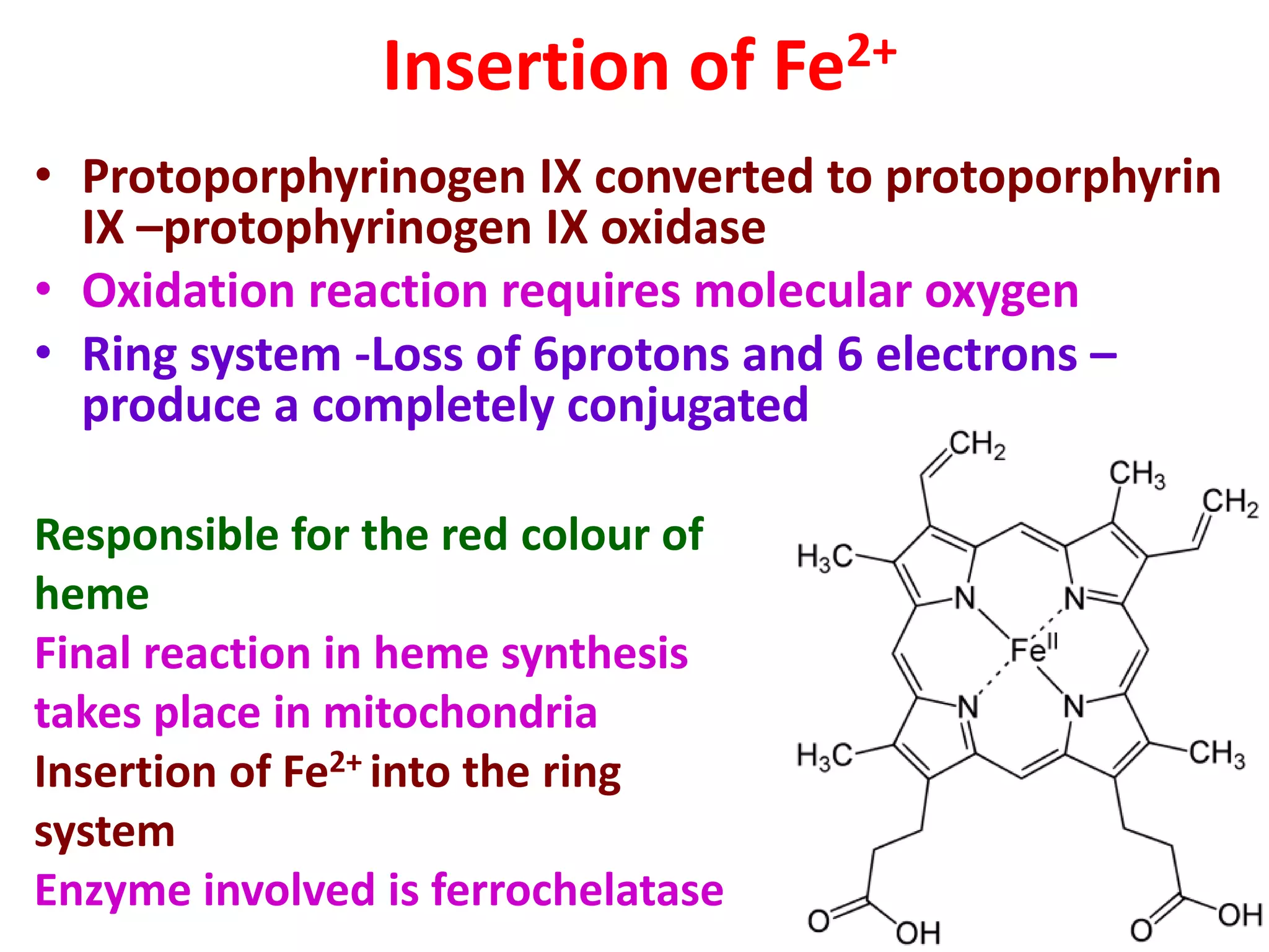 Insertion of Fe2+
• Protoporphyrinogen IX converted to protoporphyrin
IX –protophyrinogen IX oxidase
• Oxidation reaction requires molecular oxygen
• Ring system -Loss of 6protons and 6 electrons –
produce a completely conjugated
Responsible for the red colour of
heme
Final reaction in heme synthesis
takes place in mitochondria
Insertion of Fe2+ into the ring
system
Enzyme involved is ferrochelatase
 