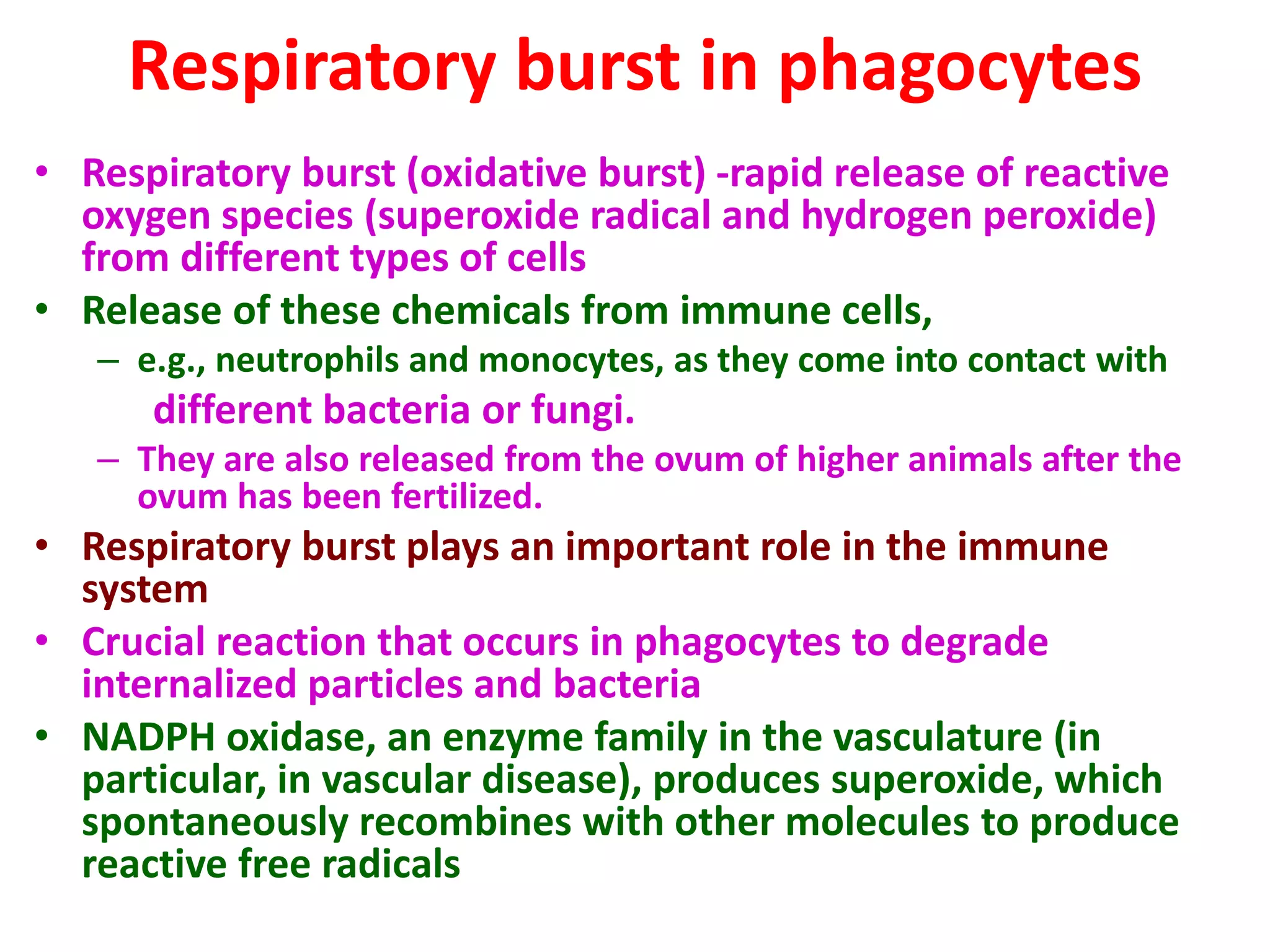 Respiratory burst in phagocytes
• Respiratory burst (oxidative burst) -rapid release of reactive
oxygen species (superoxide radical and hydrogen peroxide)
from different types of cells
• Release of these chemicals from immune cells,
– e.g., neutrophils and monocytes, as they come into contact with
different bacteria or fungi.
– They are also released from the ovum of higher animals after the
ovum has been fertilized.
• Respiratory burst plays an important role in the immune
system
• Crucial reaction that occurs in phagocytes to degrade
internalized particles and bacteria
• NADPH oxidase, an enzyme family in the vasculature (in
particular, in vascular disease), produces superoxide, which
spontaneously recombines with other molecules to produce
reactive free radicals
 
