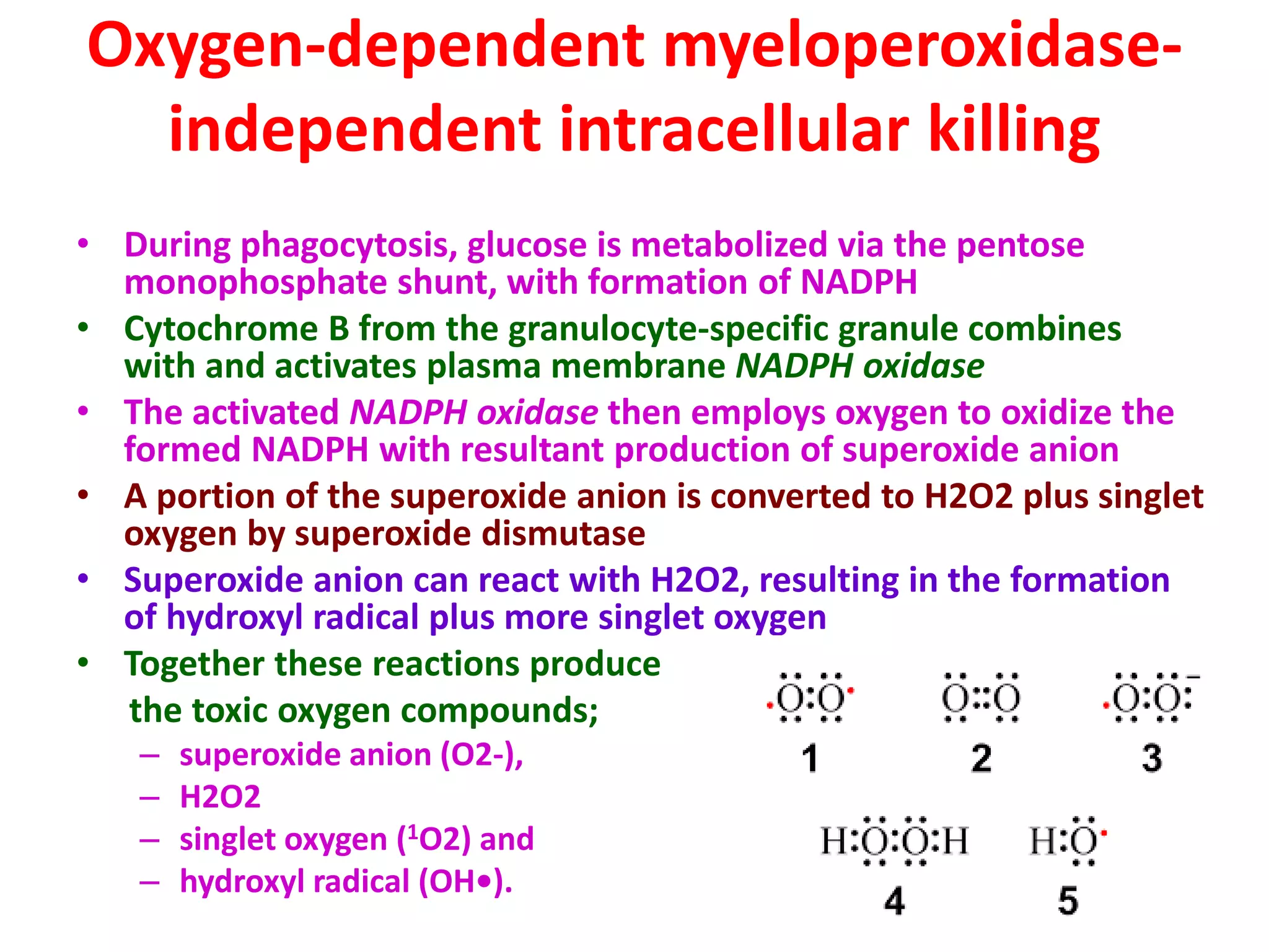 Oxygen-dependent myeloperoxidase-
independent intracellular killing
• During phagocytosis, glucose is metabolized via the pentose
monophosphate shunt, with formation of NADPH
• Cytochrome B from the granulocyte-specific granule combines
with and activates plasma membrane NADPH oxidase
• The activated NADPH oxidase then employs oxygen to oxidize the
formed NADPH with resultant production of superoxide anion
• A portion of the superoxide anion is converted to H2O2 plus singlet
oxygen by superoxide dismutase
• Superoxide anion can react with H2O2, resulting in the formation
of hydroxyl radical plus more singlet oxygen
• Together these reactions produce
the toxic oxygen compounds;
– superoxide anion (O2-),
– H2O2
– singlet oxygen (1O2) and
– hydroxyl radical (OH•).
 