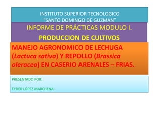 INSTITUTO SUPERIOR TECNOLOGICO“SANTO DOMINGO DE GUZMAN”  INFORME DE PRÁCTICAS MODULO I. PRODUCCION DE CULTIVOS MANEJO AGRONOMICO DE LECHUGA (Lactuca sativa) Y REPOLLO (Brassicaoleracea) EN CASERIO ARENALES – FRIAS. PRESENTADO POR:   EYDER LÓPEZ MARCHENA 