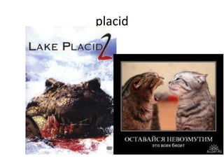 placid
 