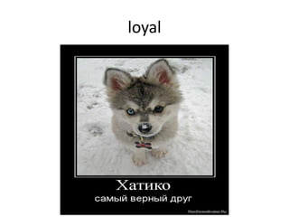 loyal
 