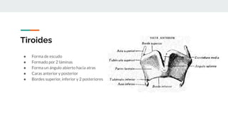 Tiroides
● Forma de escudo
● Formado por 2 láminas
● Forma un ángulo abierto hacia atras
● Caras anterior y posterior
● Bordes superior, inferior y 2 posteriores
 