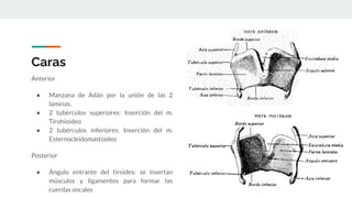 Caras
Anterior
● Manzana de Adán por la unión de las 2
laminas,
● 2 tubérculos superiores: Inserción del m.
Tirohioideo
● 2 tubérculos inferiores: Inserción del m.
Esternocleidomastoideo
Posterior
● Ángulo entrante del tiroides: se insertan
músculos y ligamentos para formar las
cuerdas vocales
 