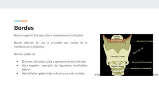 Bordes
Borde superior: Da inserción a la membrana tirohioidea
Borde inferior: Se une al cricoides por medio de la
membrana cricotiroidea
Bordes posterior
● Da inserción a músculos y aponeurosis de la faringe
● Asta superior: inserción del ligamento tirohioideo
lateral
● Asta inferior: parte interna faceta para el cricoides
 