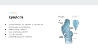 Epiglotis
● Situado encima del tiroides y delante del
oriﬁcio superior de la laringe
● Forma similar a una hoja
● Cara anterior y posterior
● 2 bordes laterales
● Extremidad superior e inferior
 
