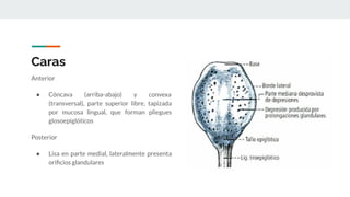 Caras
Anterior
● Cóncava (arriba-abajo) y convexa
(transversal), parte superior libre, tapizada
por mucosa lingual, que forman pliegues
glosoepiglóticos
Posterior
● Lisa en parte medial, lateralmente presenta
oriﬁcios glandulares
 