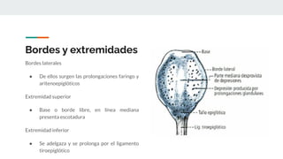 Bordes y extremidades
Bordes laterales
● De ellos surgen las prolongaciones faringo y
aritenoepiglóticos
Extremidad superior
● Base o borde libre, en línea mediana
presenta escotadura
Extremidad inferior
● Se adelgaza y se prolonga por el ligamento
tiroepiglótico
 