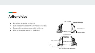 Aritenoides
● Forma de pirámide triangular
● Su base se articula con la lámina del cricoides
● Caras interna, posterior y anteroexterna
● Bordes anterior, posterior y externo
 