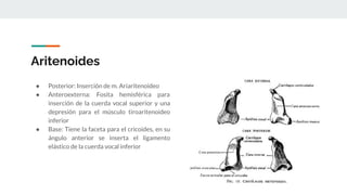 Aritenoides
● Posterior: Inserción de m. Ariaritenoideo
● Anteroexterna: Fosita hemisférica para
inserción de la cuerda vocal superior y una
depresión para el músculo tiroaritenoideo
inferior
● Base: Tiene la faceta para el cricoides, en su
ángulo anterior se inserta el ligamento
elástico de la cuerda vocal inferior
 