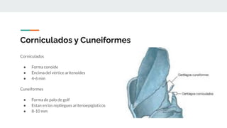 Corniculados y Cuneiformes
Corniculados
● Forma conoide
● Encima del vértice aritenoides
● 4-6 mm
Cuneiformes
● Forma de palo de golf
● Estan en los repliegues aritenoepigloticos
● 8-10 mm
 