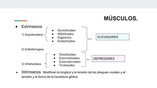 MÚSCULOS.
● Extrínsecos
1) Suprahioideos
2) Estilofaríngeos
3) Infrahioideos
● Intrínsecos: Modifican la longitud y la tensión de los pliegues vocales y el
tamaño y la forma de la hendidura glótica
● Geniohioideo
● Milohioideo
● Digástrico
● Estilohioideo
● Omohioideo
● Esternohioideo
● Esternotiroideo
● Tirohioideo
ELEVADORES
DEPRESORES
 