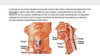 La laringe se encuentra situada en la porción anterior del cuello y mide aproximadamente 5 cm
de longitud, siendo más corta y cefálica en las mujeres y especialmente en los niños. Se
relaciona con los cuerpos vertebrales C3-C6. Su estructura está constituida por un esqueleto
cartilaginoso al cual se unen un grupo importante de estructuras musculares y en donde la
mucosa adquiere características particulares.
 