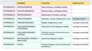 NOMBRE FUNCIÓN INERVACIÓN
EXTRÍNSECO SUPRAHIOIDEOS Elevar laringe y cartílago hioides
EXTRÍNSECO ESTILOFARÍNGEOS Elevar laringe y cartílago hioides
EXTRÍNSECO INFRAHIOIDEOS Descienden el hioides y laringe
INTRÍNSECO CRICOTIROIDEO Extender y tensar el ligamento vocal. Laríngeo interno
INTRÍNSECO TIROARITENOIDEO Relajar el ligamento vocal. Laríngeo recurrente
INTRÍNSECO CRICOARITENOIDEO
POSTERIOR
Abducción de los pliegues vocales Laríngeo recurrente
INTRÍNSECO CRICOARITENOIDEO
LATERAL
Estrechar la porción intermembranosa de
la hendidura glótica
Laríngeo recurrente
INTRÍNSECO ARITENOIDEO TRANSV. Y
OBLICUOS
Aproximar pliegues vocales Laríngeo recurrente
INTRÍNSECO VOCAL Tensar el pliegue vocal. (Contracción
isométrica. )
Laríngeo recurrente
 