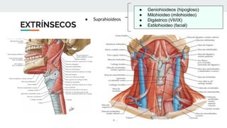 EXTRÍNSECOS
● Suprahioideos
● Geniohioideos (hipogloso)
● Milohioideo (milohioideo)
● Digástrico (VII/IX)
● Estilohioideo (facial)
 