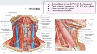 ● Infrahioideos
● Omohioideo (nervios de 1°,2°, 3° C e hipogloso)
● Esternohioideo (nervios de 1°,2°, 3° C e hipogloso)
● Esternotiroideo (hipogloso)
● Tirohioideo (tirohioideo)
 