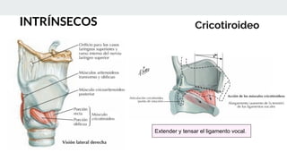 Cricotiroideo
INTRÍNSECOS
Extender y tensar el ligamento vocal.
 