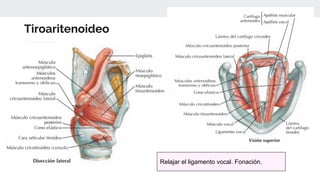 Tiroaritenoideo
Relajar el ligamento vocal. Fonación.
 