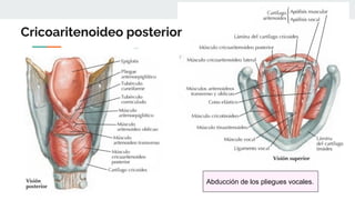 Cricoaritenoideo posterior
Abducción de los pliegues vocales.
 