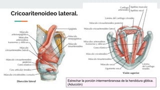 Cricoaritenoideo lateral.
Estrechar la porción intermembranosa de la hendidura glótica.
(Aducción)
 